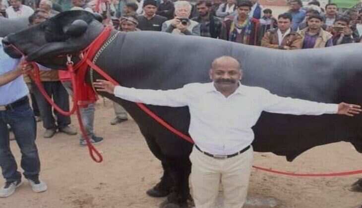 Most Expensive Bulls : भारत के 5 भैंसे, जिनकी कीमत लग्जरी कारों से भी ज्यादा