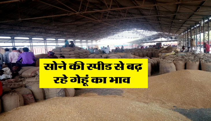 Wheat Rate : सोने की स्पीड से बढ़ रहे गेहूं का भाव&nbsp;