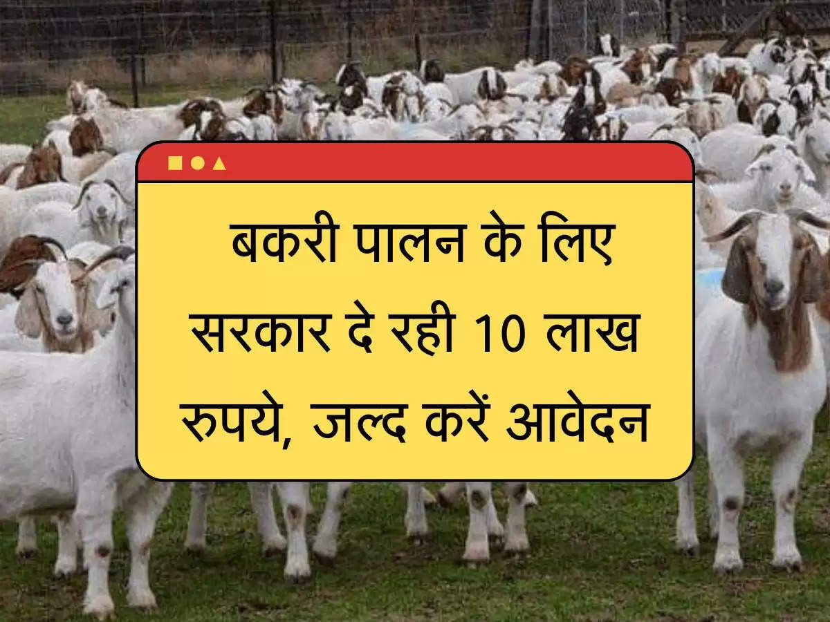  बकरी पालन के लिए सरकार दे रही 10 लाख रुपये, जल्द करें आवेदन