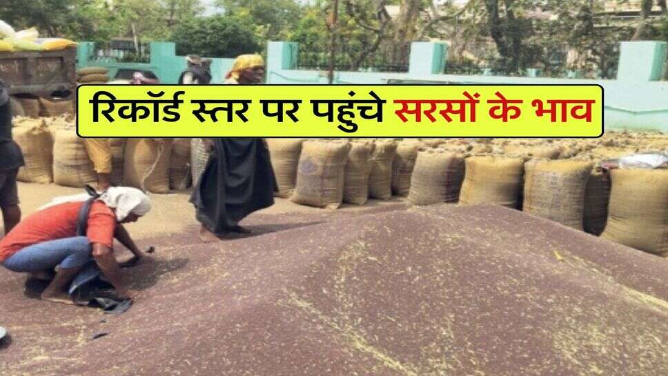 sarso ka bhav 13 july 2025 : रिकॉर्ड स्तर पर पहुंचे सरसों के भाव