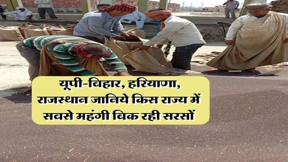 Sarso Rate Hike : यूपी-बिहार, हरियाणा, राजस्थान जानिये किस राज्य में सबसे महंगी बिक रही सरसों
