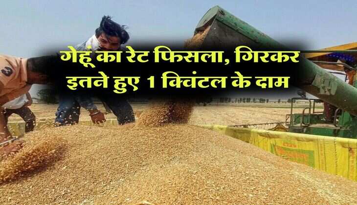 Wheat Rate Down : गेहूं का रेट फिसला, गिरकर इतने हुए 1 क्विंटल के दाम