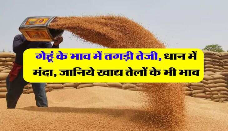 wheat price hike : गेहूं के भाव में तगड़ी तेजी, धान में मंदा, जानिये खाद्य तेलों के भी भाव