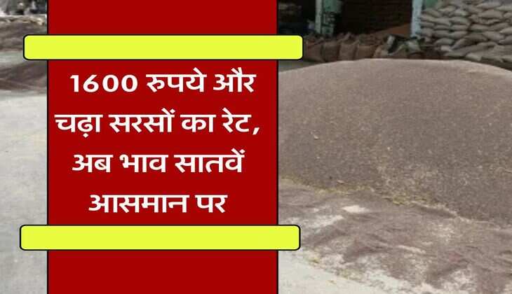 sarso ka bhav 2 august 2025 : 1600 रुपये और चढ़ा सरसों का रेट, अब भाव सातवें आसमान पर