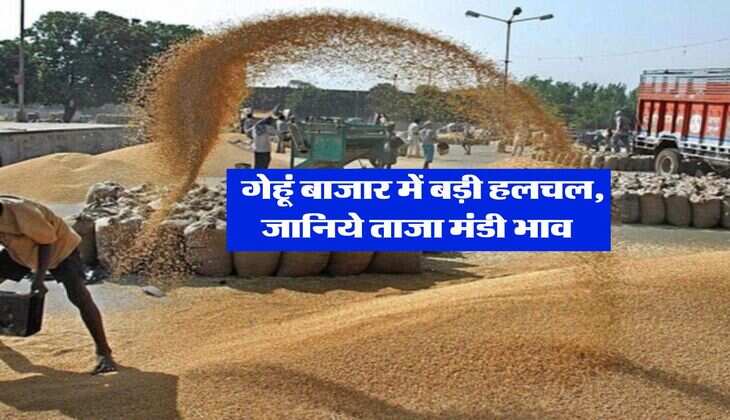 Gehu Mandi Rate : गेहूं बाजार में बड़ी हलचल, जानिये ताजा मंडी भाव&nbsp;