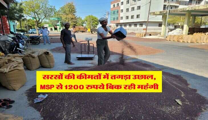 Sarso Rate : सरसों की कीमतों में तगड़ा उछाल, MSP से 1200 रुपये बिक रही महंगी