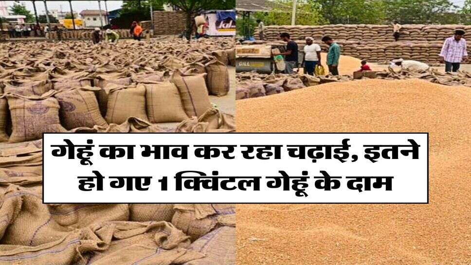 Wheat Price Hike : गेहूं का भाव कर रहा चढ़ाई, इतने हो गए 1 क्विंटल गेहूं के दाम