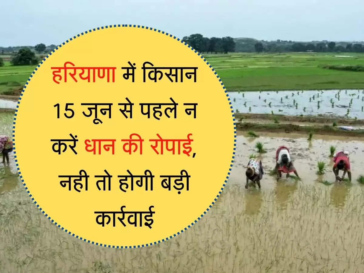 Haryana में किसान 15 जून से पहले न करें धान की रोपाई, नही तो होगी बड़ी कार्रवाई