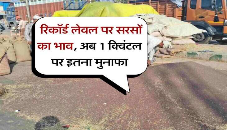 sarso ka bhav 10 august 2025 : रिकॉर्ड लेवल पर सरसों का भाव, अब 1 क्विंटल पर इतना मुनाफा