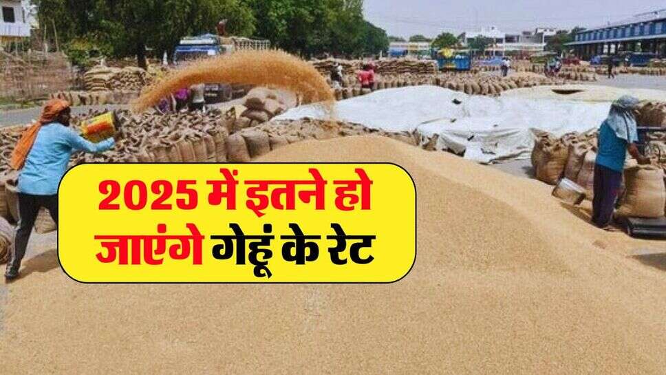 wheat price&nbsp;: अगले साल क्या रहेगा गेहूं का भाव, जानिये गेहूं में कितनी बढ़ौतरी की संभावना