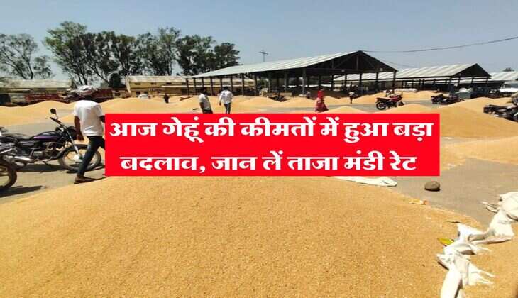 Gehu Rate : आज गेहूं की कीमतों में हुआ बड़ा बदलाव, जान लें ताजा मंडी रेट