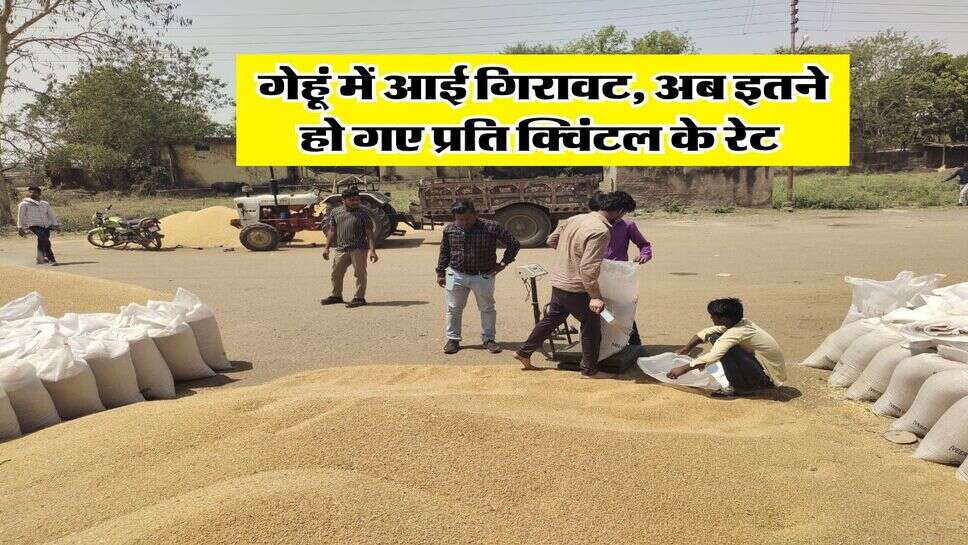 Wheat Rate : गेहूं में आई गिरावट, अब इतने हो गए प्रति क्विंटल के रेट