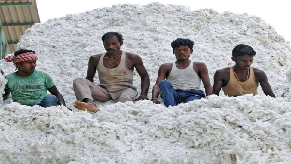 नरमा कपास भाव: हरियाणा व राजस्थान की प्रमुख मंडियों में नरमा के भाव 8300 से 8800 रुपये तक पहुंचे