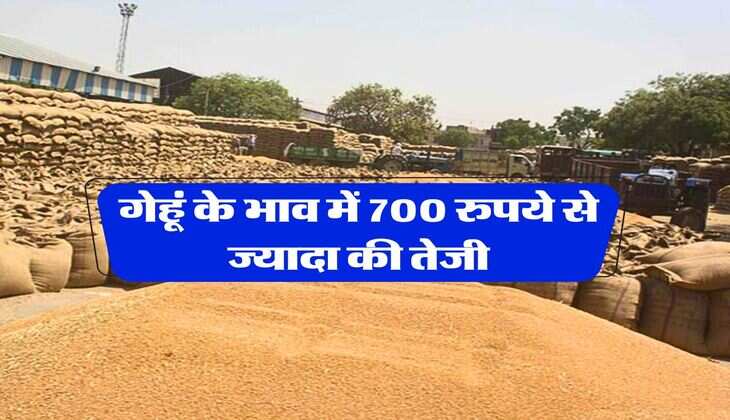 wheat price today : गेहूं के भाव में 700 रुपये से ज्यादा की तेजी, सोयाबीन के भी बढ़े भाव
