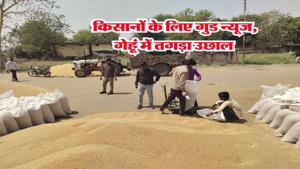 Wheat Rate : किसानों के लिए गुड न्यूज, गेहूं में तगड़ा उछाल