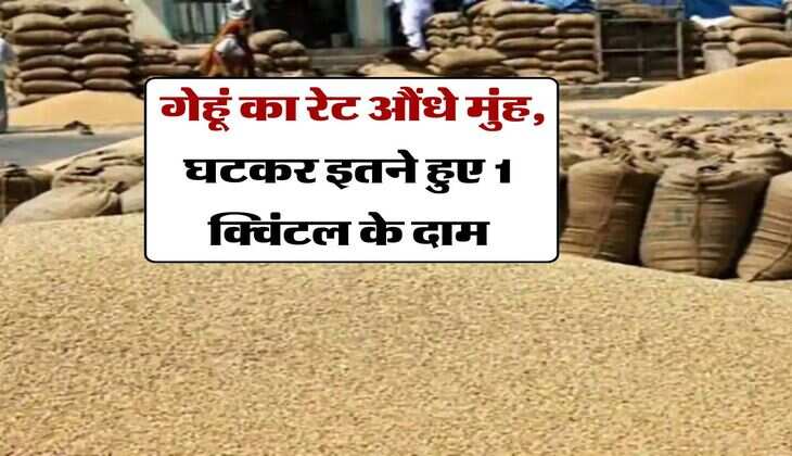 Wheat Rate Fall : गेहूं का रेट औंधे मुंह, घटकर इतने हुए 1 क्विंटल के दाम