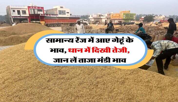 Mandi Bhav : सामान्य रेंज में आए गेहूं के भाव, धान में दिखी तेजी, जान लें ताजा मंडी भाव