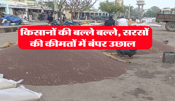 Sarso Mandi Bhav : किसानों की बल्ले बल्ले, सरसों की कीमतों में बंपर उछाल 