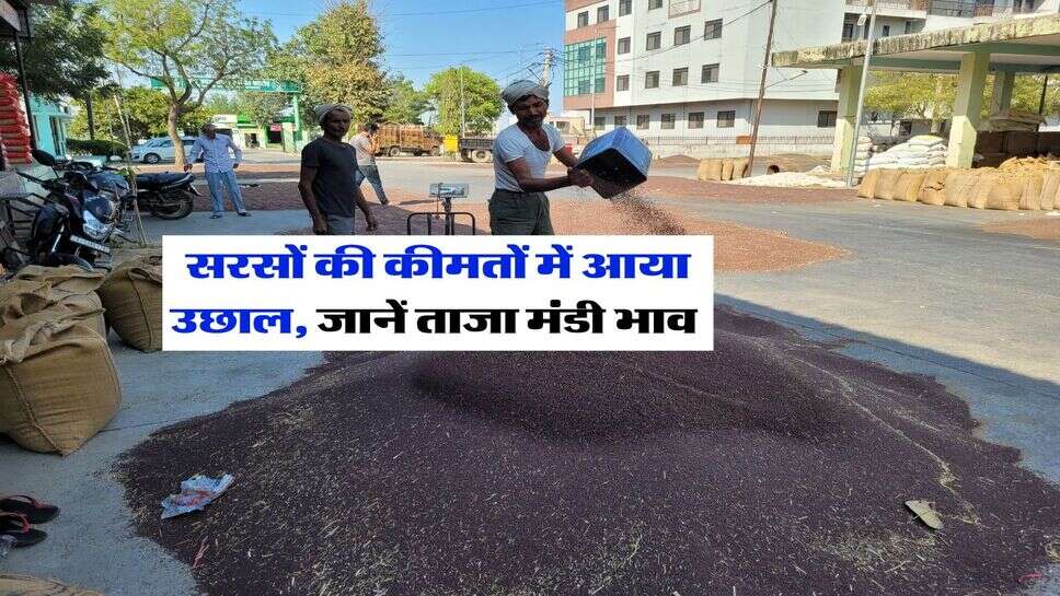 Sarso ka Bhav : सरसों की कीमतों में आया उछाल, जानें ताजा मंडी भाव&nbsp;