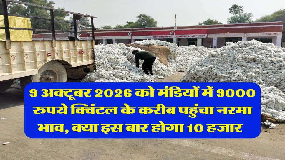 9 अक्टूबर 2026 को मंडियों में 9000 रुपये क्विंटल के करीब पहुंचा नरमा भाव, क्या इस बार होगा 10 हजार&nbsp; &nbsp;