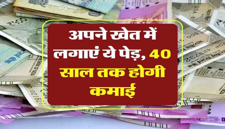 business idea : अपने खेत में लगाएं ये पेड़, 40 साल तक होगी कमाई