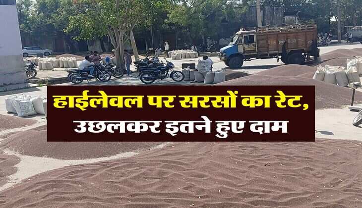 sarso ka bhav : हाईलेवल पर सरसों का रेट, उछलकर इतने हुए दाम