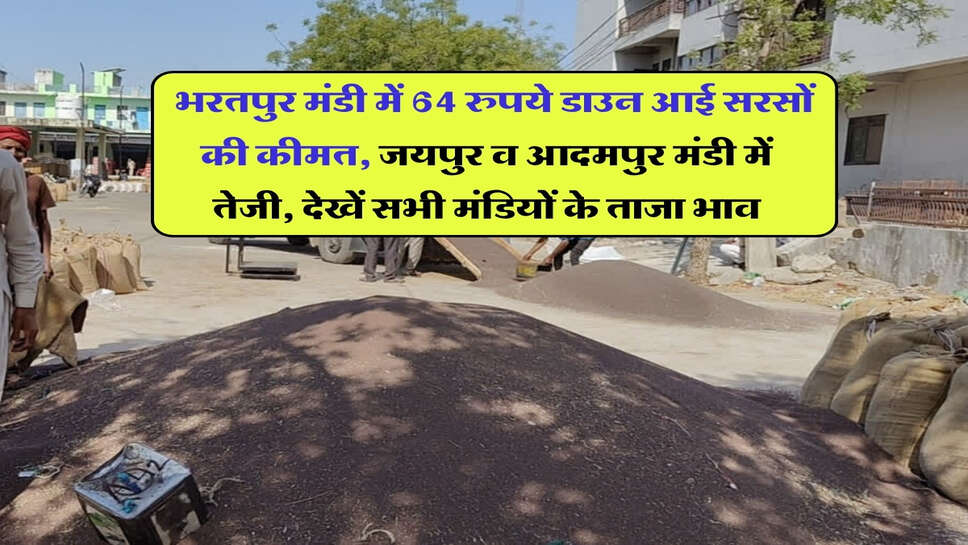 Sarso ka Bhav 28 october : भरतपुर मंडी में 64 रुपये डाउन आई सरसों की कीमत,&nbsp;जयपुर व आदमपुर मंडी में तेजी, देखें सभी मंडियों के ताजा भाव