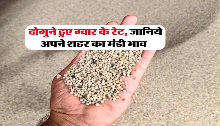 Guar Rate : दोगुने हुए ग्वार के रेट, जानिये अपने शहर का मंडी भाव&nbsp;