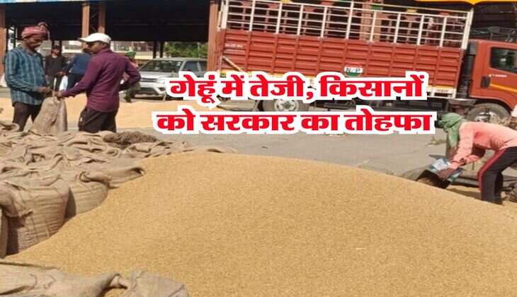 wheat rate : गेहूं में तेजी, किसानों को सरकार का तोहफा