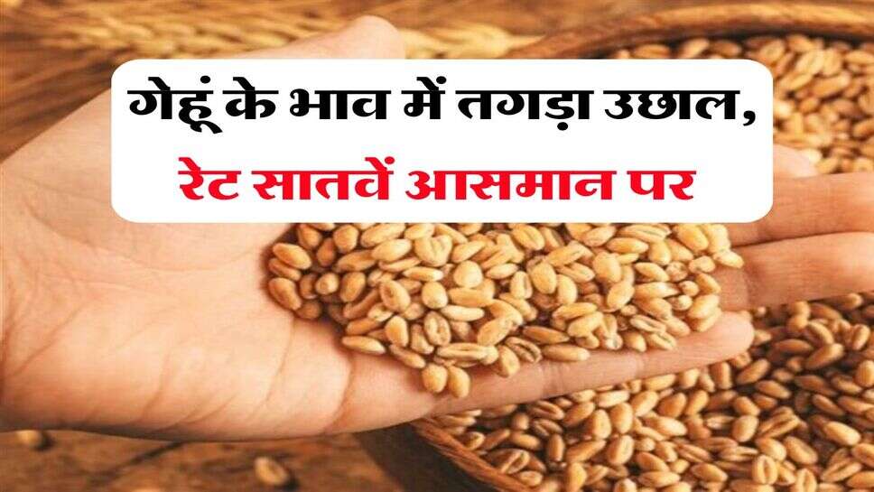 gehu ka bhav 6 august 2025 : गेहूं के भाव में तगड़ा उछाल, रेट सातवें आसमान पर