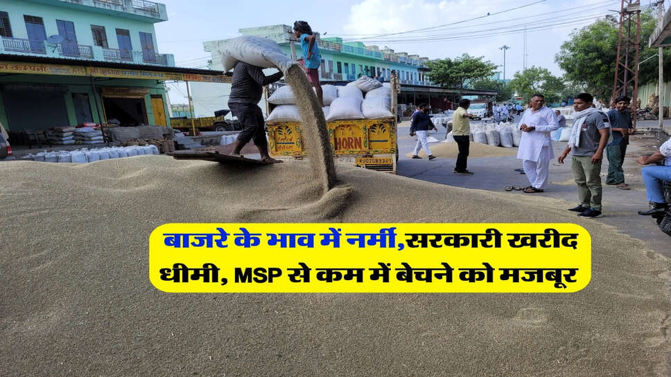 बाजरे के भाव में नर्मी,सरकारी खरीद धीमी, MSP से कम में बेचने को मजबूर&nbsp;