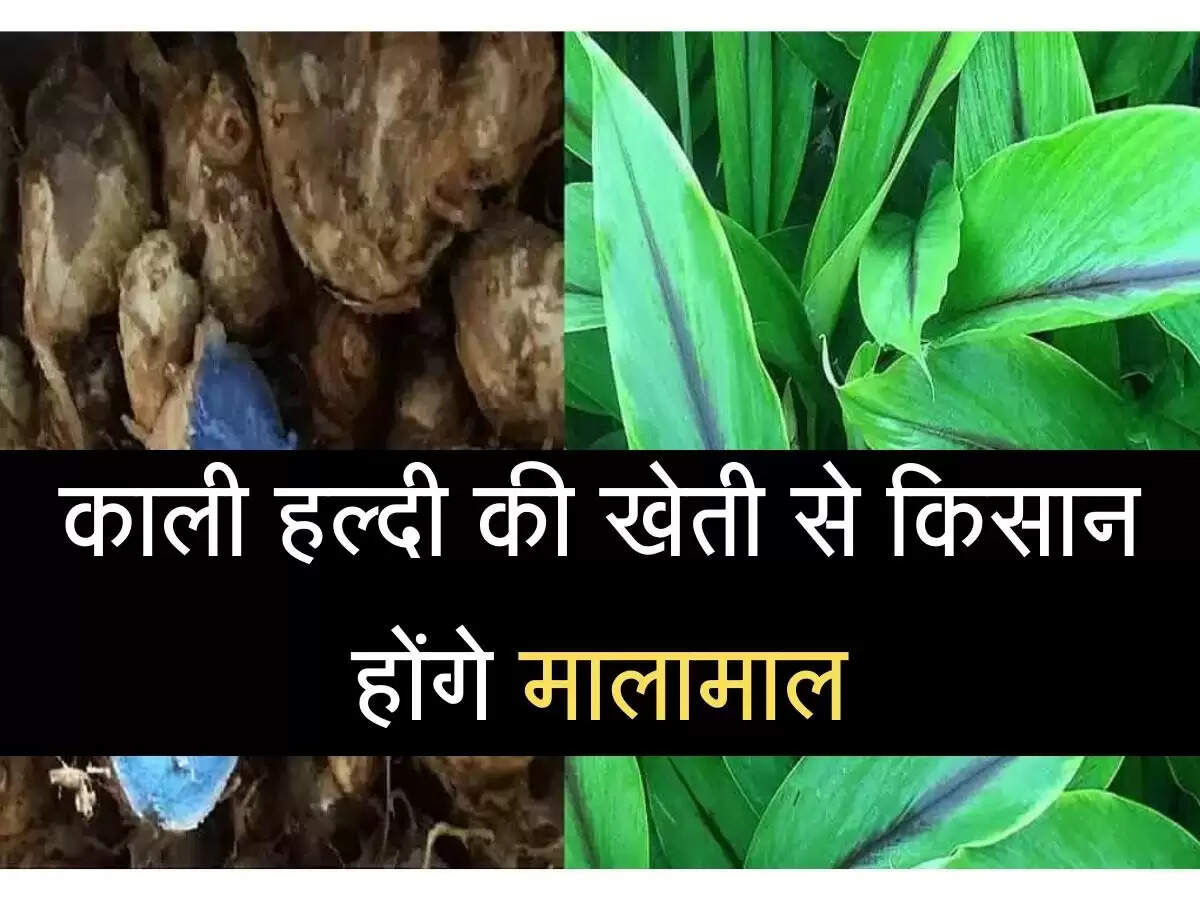 Farmers will be rich by cultivating black turmeric