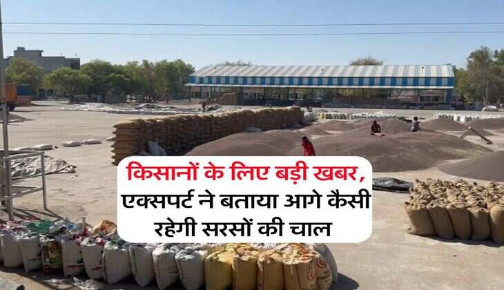Sarso Rate Today : किसानों के लिए बड़ी खबर, एक्सपर्ट ने बताया आगे कैसी रहेगी सरसों की चाल&nbsp;