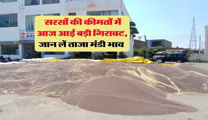 Sarso Rate : सरसों की कीमतों में आज आई बड़ी गिरावट, जान लें ताजा मंडी भाव 