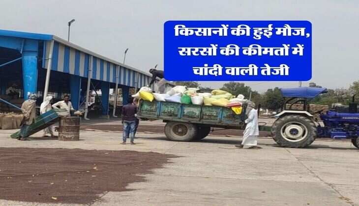 Sarso Rate : किसानों की हुई मौज, सरसों की कीमतों में चांदी वाली तेजी