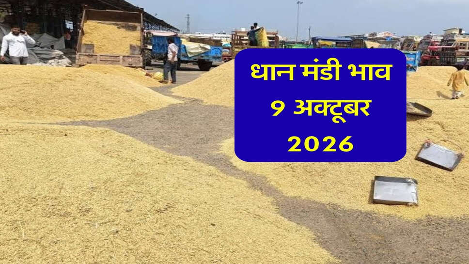 धान मंडी भाव 09 अक्टूबर 2026: रतिया में 4372 और गोहाना में 4346 रुपये तक बिका 1509 धान, देखें सभी मंडियों के ताजा भाव