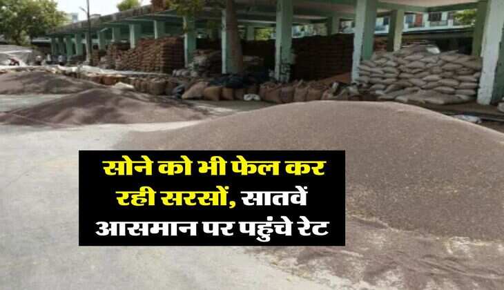 sarso rate today : सोने को भी फेल कर रही सरसों, सातवें आसमान पर पहुंचे रेट