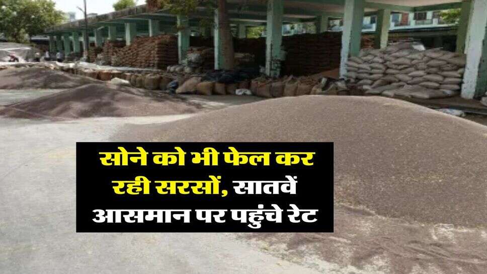 sarso rate today : सोने को भी फेल कर रही सरसों, सातवें आसमान पर पहुंचे रेट
