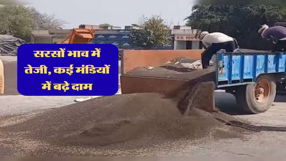 Sarso Mandi Bhav: सरसों भाव में तेजी, कई मंडियों में बढ़े दाम, प्लांटों में भी मजबूत कारोबार