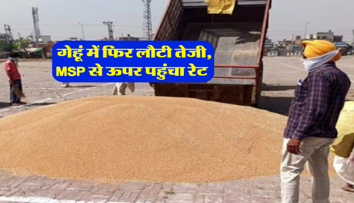 Gehu Mandi Bhav : गेहूं में फिर लौटी तेजी, MSP से ऊपर पहुंचा रेट&nbsp;