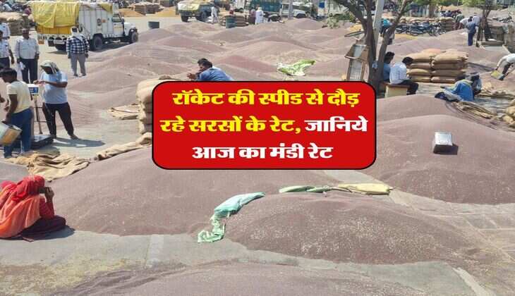 sarso bhav today : रॉकेट की स्पीड से दौड़ रहे सरसों के रेट, जानिये आज का मंडी रेट 