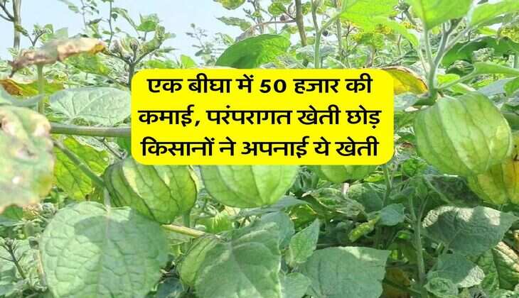 एक बीघा में 50 हजार की कमाई, परंपरागत खेती छोड़ किसानों ने अपनाई ये खेती