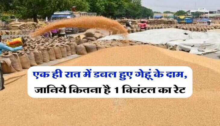Wheat Price Hike : एक ही रात में डबल हुए गेहूं के दाम, जानिये कितना है 1 क्विंटल का रेट