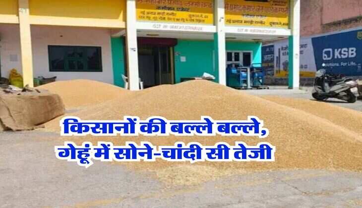 Gehu Ka Taja Bhav : किसानों की बल्ले बल्ले, गेहूं में सोने-चांदी सी तेजी