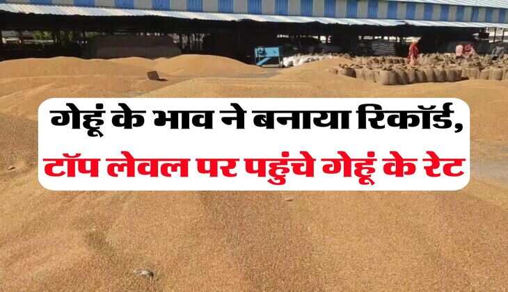  Wheat Price Hike : गेहूं के भाव ने बनाया रिकॉर्ड, टॉप लेवल पर पहुंचे रेट