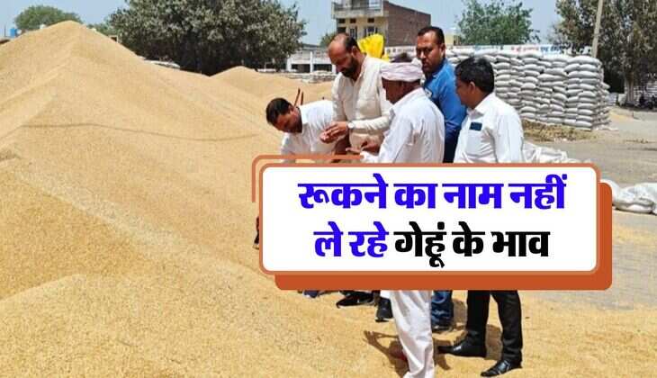 wheat rate today : रूकने का नाम नहीं ले रहे गेहूं के भाव, डबल हो गए गेहूं के रेट
