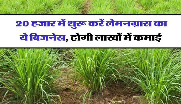 Business Idea : 20 हजार में शुरू करें लेमनग्रास का ये बिजनेस, होगी लाखों में कमाई