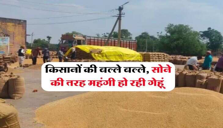 Wheat Rate Hike 2025 : किसानों की बल्ले बल्ले, सोने की तरह महंगी हो रही गेहूं 