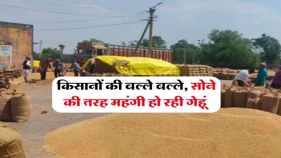 Wheat Rate Hike 2025 : किसानों की बल्ले बल्ले, सोने की तरह महंगी हो रही गेहूं&nbsp;
