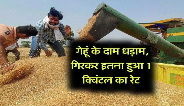 wheat rate down : गेहूं के दाम धड़ाम, गिरकर इतना हुआ 1 क्विंटल का रेट
